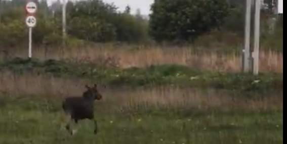 Осенняя миграция диких лосей началась в Ивановской области