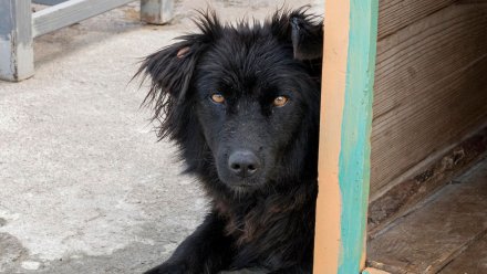 В Воронеже увеличат темпы отлова бездомных собак