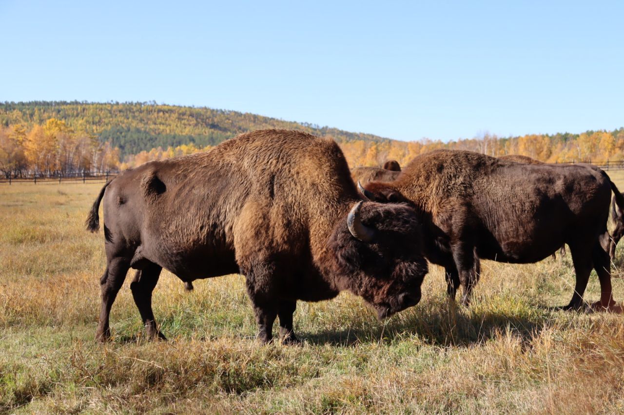 Буйвол в каких заповедниках и национальных. Буйвол в саванне. Заповедник бизоны. Буйвол в африке. Спаривание бизонов.