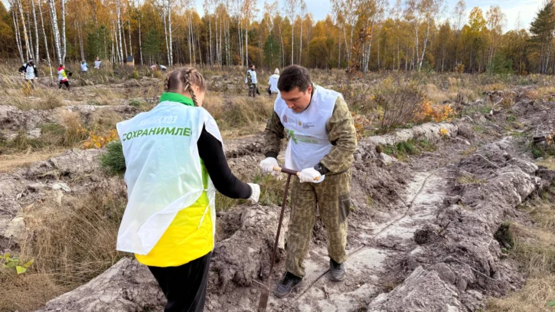 В Шатковском лесничестве высадили более 20 тысяч сосен