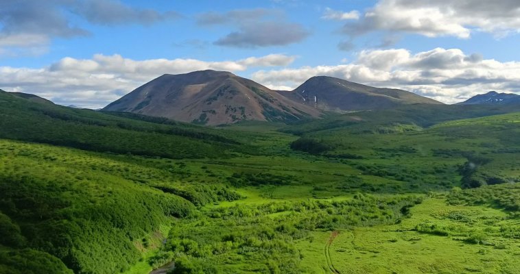 Чукотский кулик-лопатень впервые за 50 лет обнаружена на Камчатке