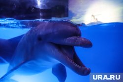 В Ейске Краснодарского края произошел пожар на территории дельфинария
