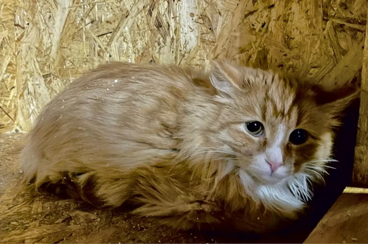 Оренбуржцы жгут и спасают животных после потопа | Общество | Селдон Новости