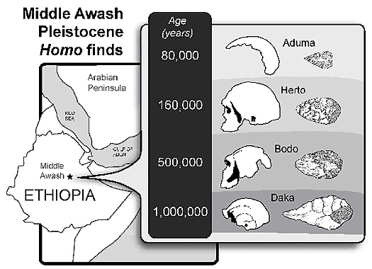 160 000-летние окаменелые черепа, обнаруженные в Эфиопии, являются древнейшими анатомически современными людьми, изображение №4
