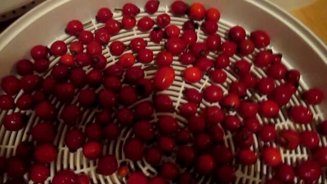 Как правильно высушить шиповник в домашних условиях: плоды, цветы, лепестки