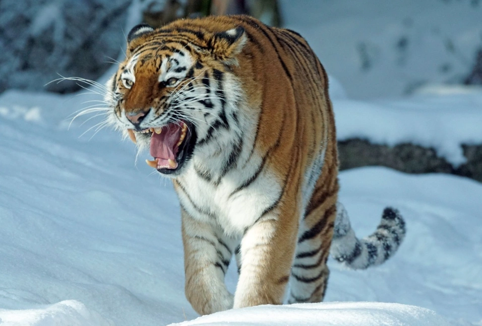 тематическое фото pxhere.com/ru