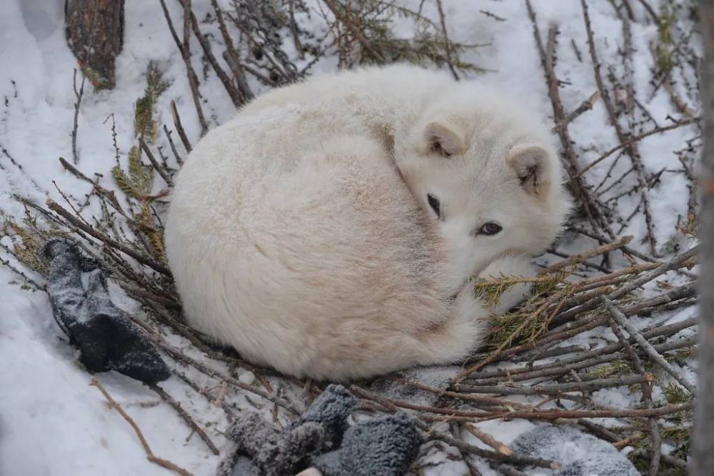 Реабилитация диких животных, лесопитомники, эковолонтеры: как в Якутии планируют реализовать Указ об экологическом благополучии