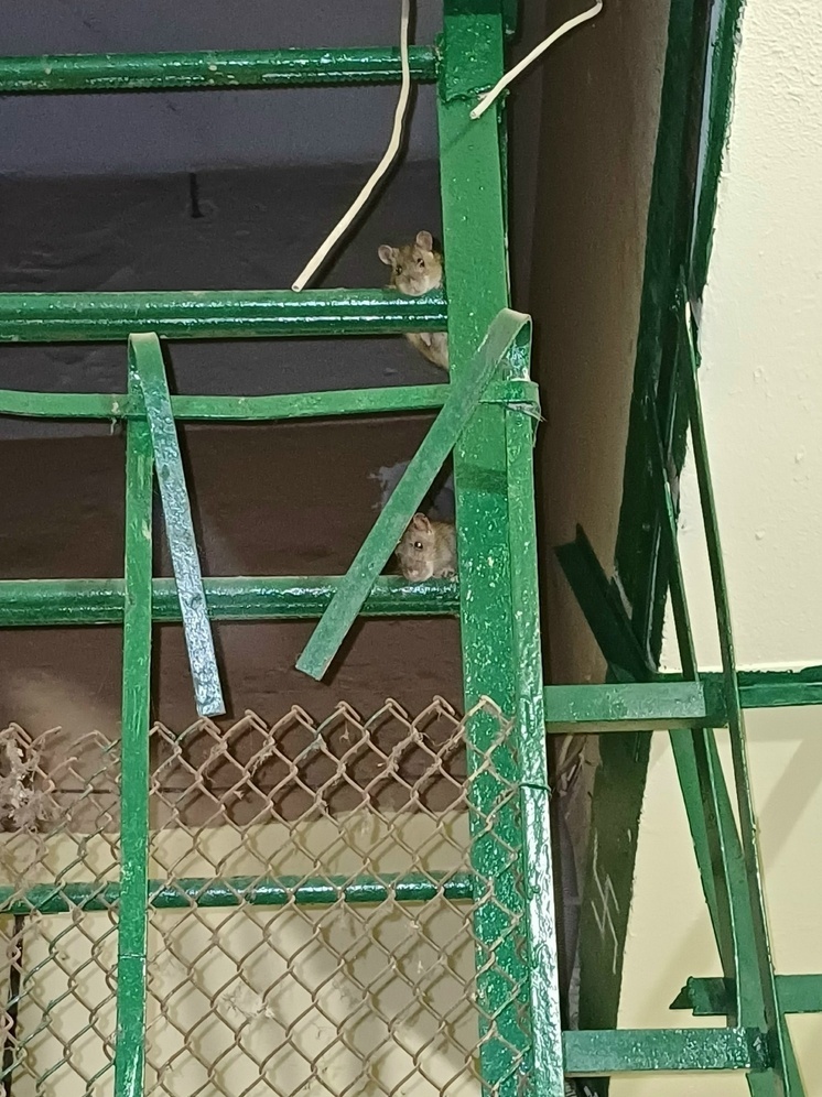 Жители ярославской многоэтажки в шоке от постоянного соседства с грызунами