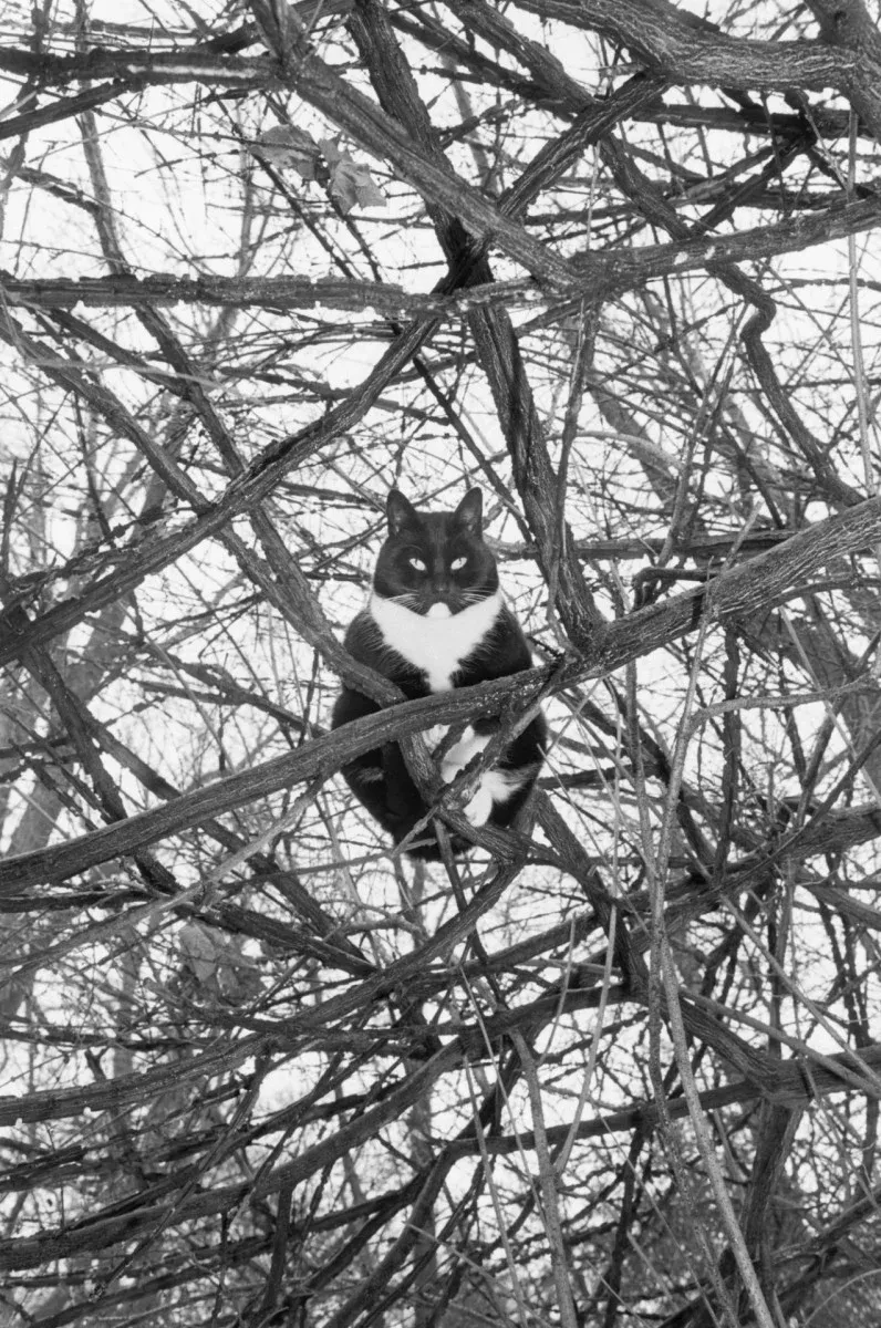 Кот на дереве, Нью-Йорк, 1988 г. Фотограф Ли Фридлендер.