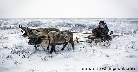 sever olen kochevye koren min