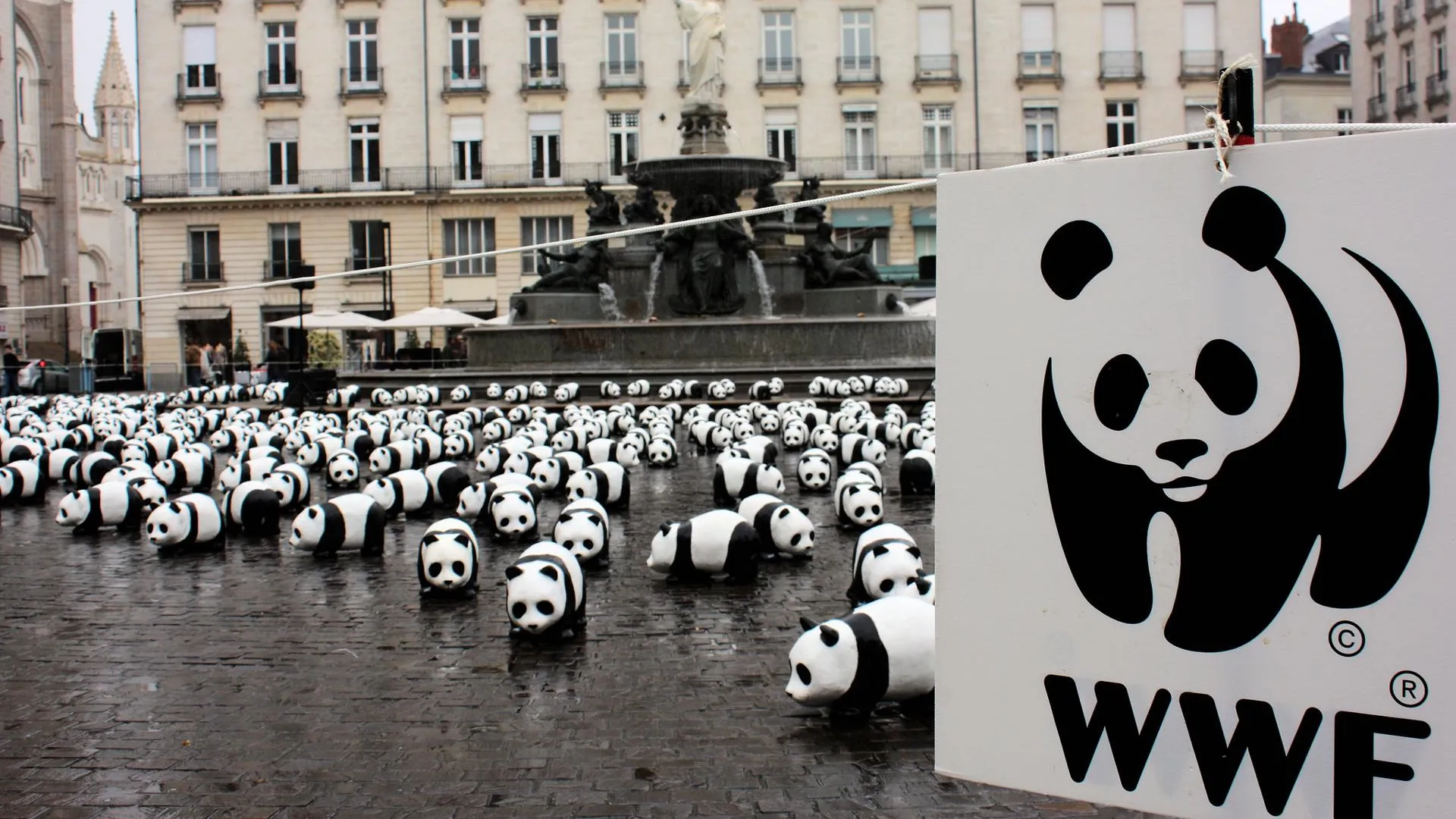 Wwf проекты в россии