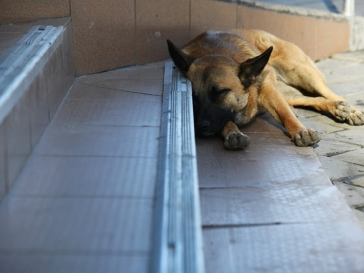 В Волгоградской области снизилась численность бездомных собак
