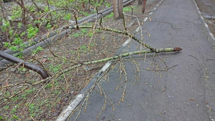 Наломают веток. Упавшее дерево. Сильный ветер. Дерево упало на провода. Последствия сильного ветра.