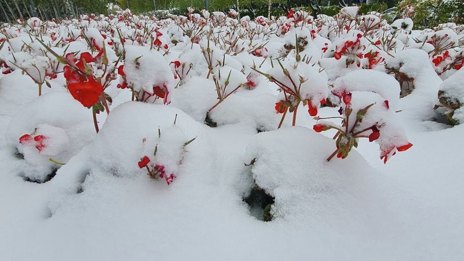 погодные условия. снег фото. зима сугробы улица. когда выпал снег в 2023.
