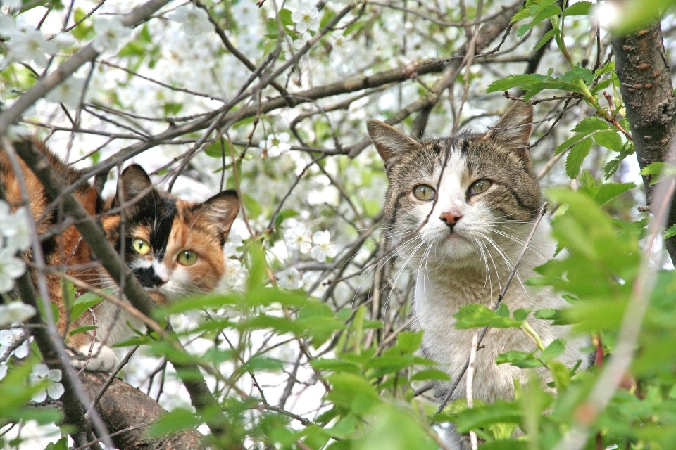 В Псковской области скорректировали план отлова безнадзорных животных