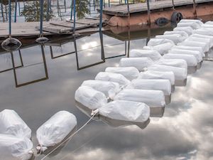 При поддержке ЕВРАЗа в Нижне-Качканарское водохранилище выпустили 3,3 млн мальков пеляди