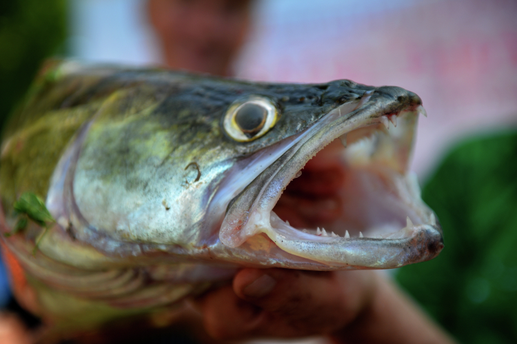 «Судак — вид рыбы, который наиболее подвержен изменениям погодных условий, ему нужна стабильность»