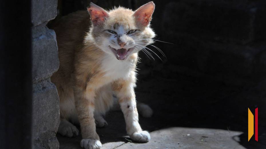 В Воронежской области в 2025 году 33 животных погибли от бешенства