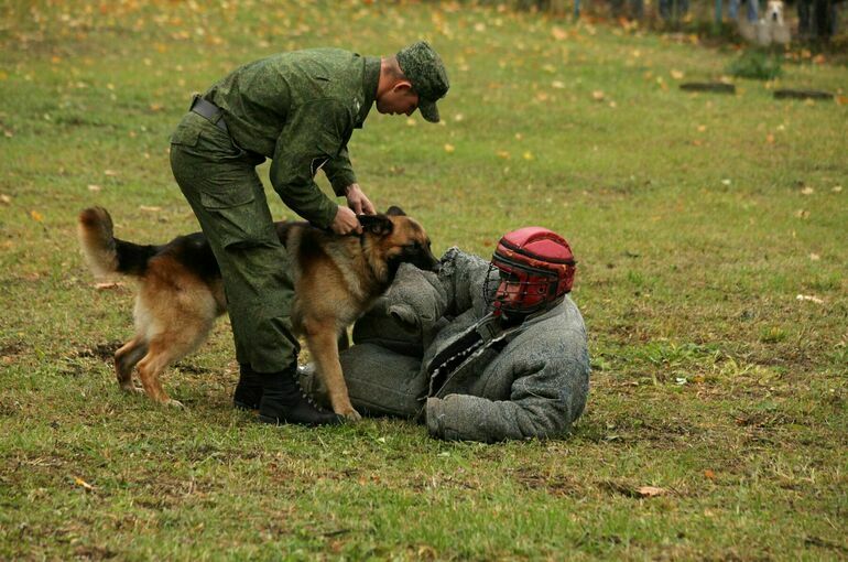 Служебные собаки фсин. Кинолог с собакой. Сенная немецкая овчарка. Служебные животные. Списанные служебные собаки.
