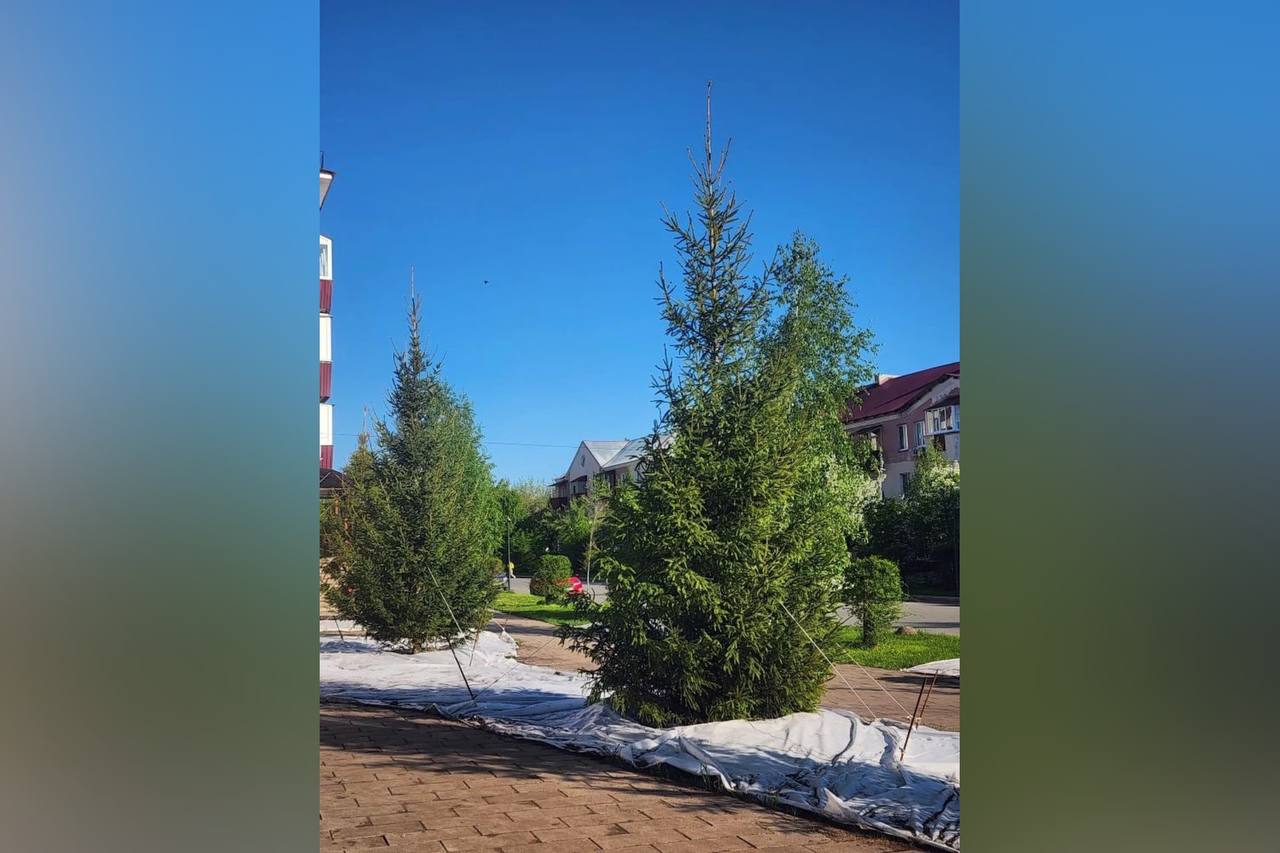 Высаженные ели
