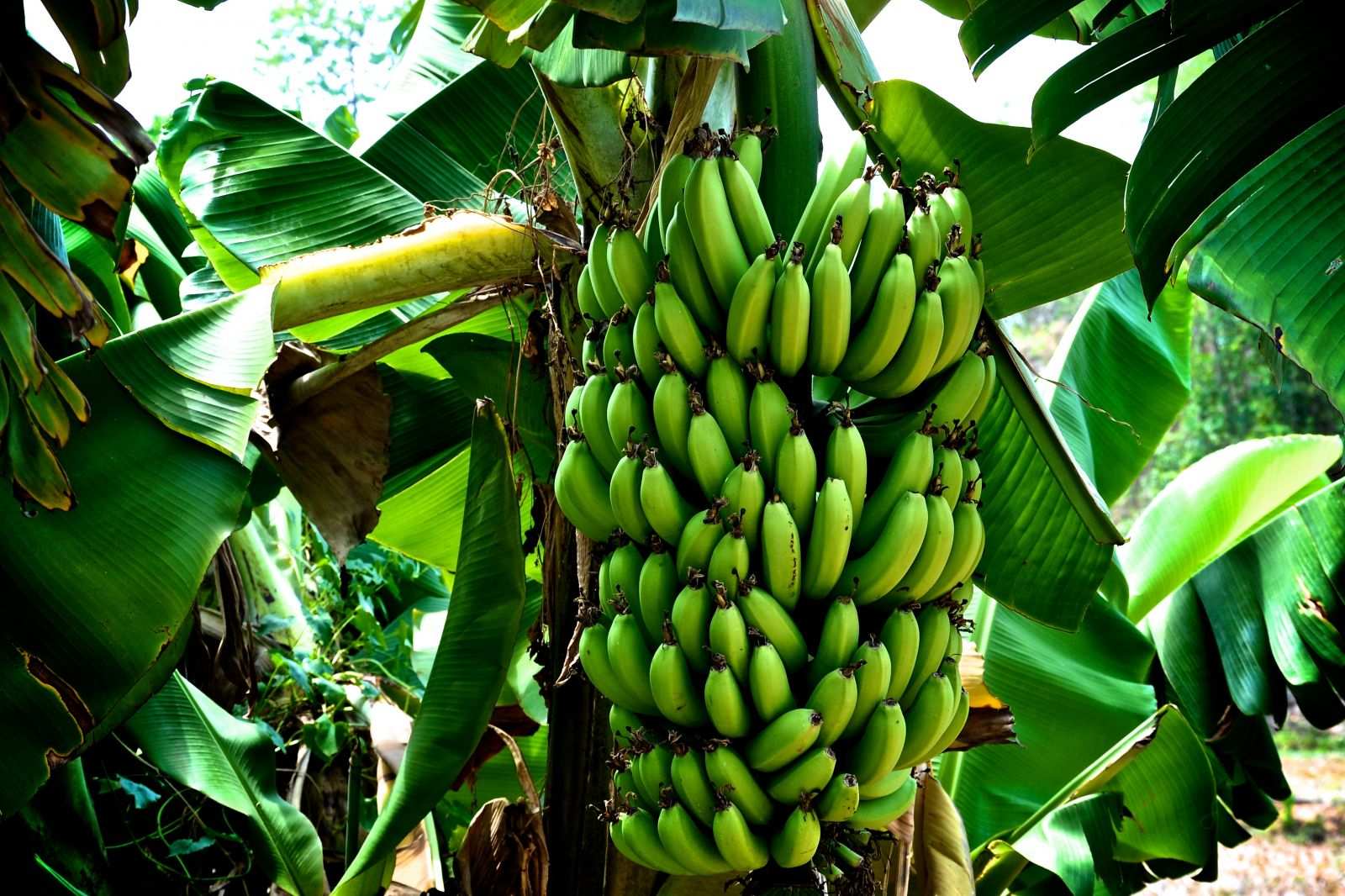 Бананам из Эквадора дан зелёный свет | Русская весна
