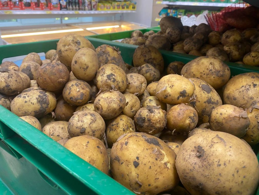 Купить картофель в ставропольском. Сорта картофеля для Ставропольского края. Агротехника картофеля Ставропольском крае. Алжир картофель выращено в 2020. В Пятигорске хорошо растет картофель сорт Колобок.