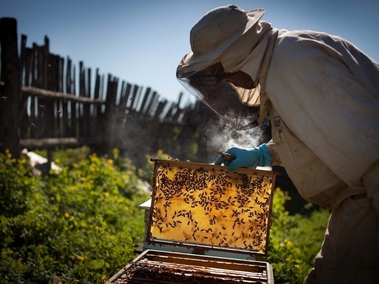 Омичка отсудила у агрокомпании более 700 тысяч рублей за гибель пчел