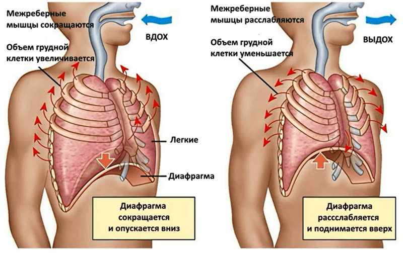 Секреты воздуха: дышим и худеем! - MR