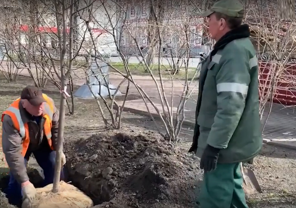 В Ульяновске весной посадят больше 500 деревьев и 2 тысяч кустарников