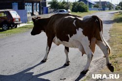 Цель дискуссии — предотвращение безнадзорного выпаса животных
