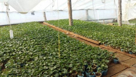 Дополнительный отбор на грантовый конкурс «Агростартап» стартовал на Камчатке 0