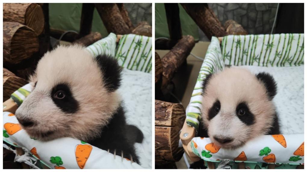 Малышка панда новости. Зоопарк лапки Ангарск.