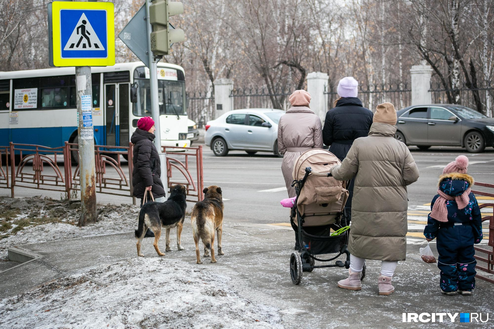 Бездомные собаки на улицах Иркутска