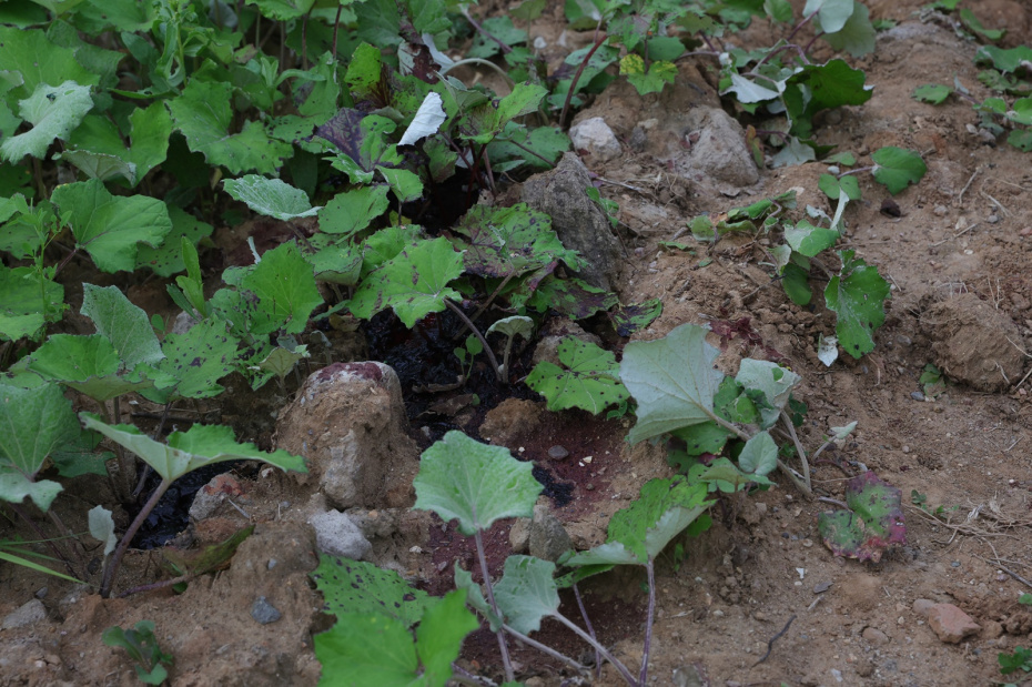 Место обнаружение тела Романа Старовойта