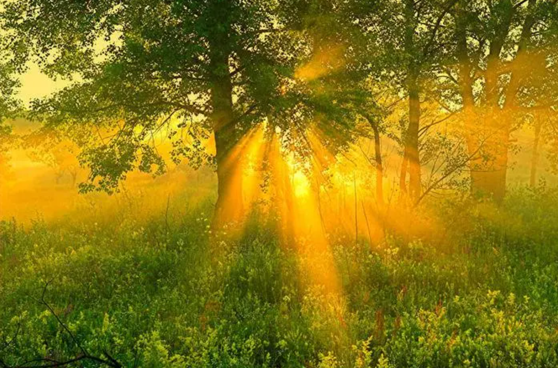 Природа солнце. Утреннее солнце. Лето солнце. Солнечный день. Текст хорошо весной кругом все зелено каждая