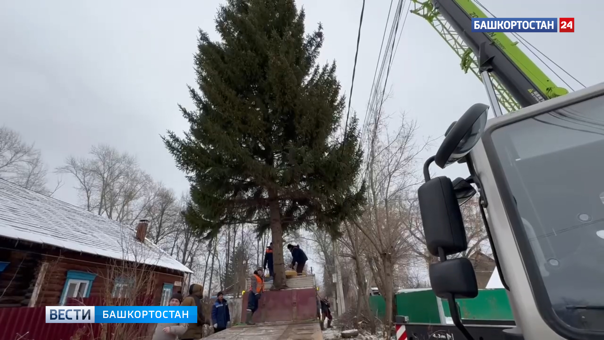 Первую живую новогоднюю елку в Уфе установят перед входом в парке 