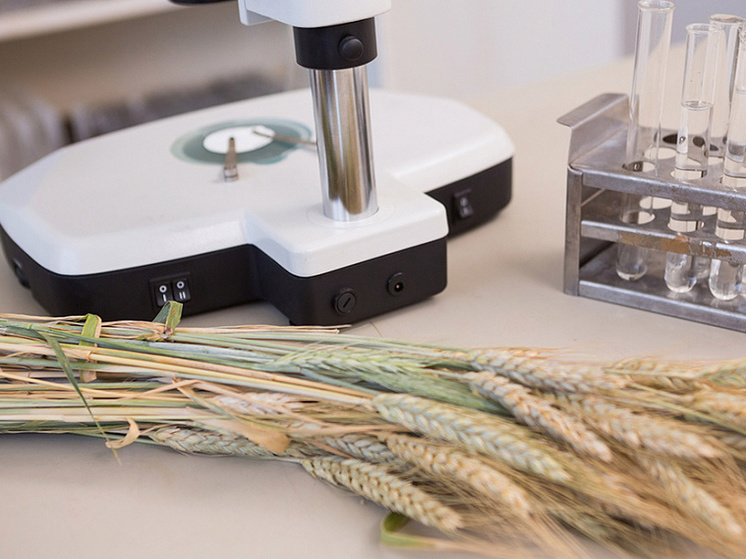 Более 90 процентов алтайской пшеницы отнесено к продовольственной