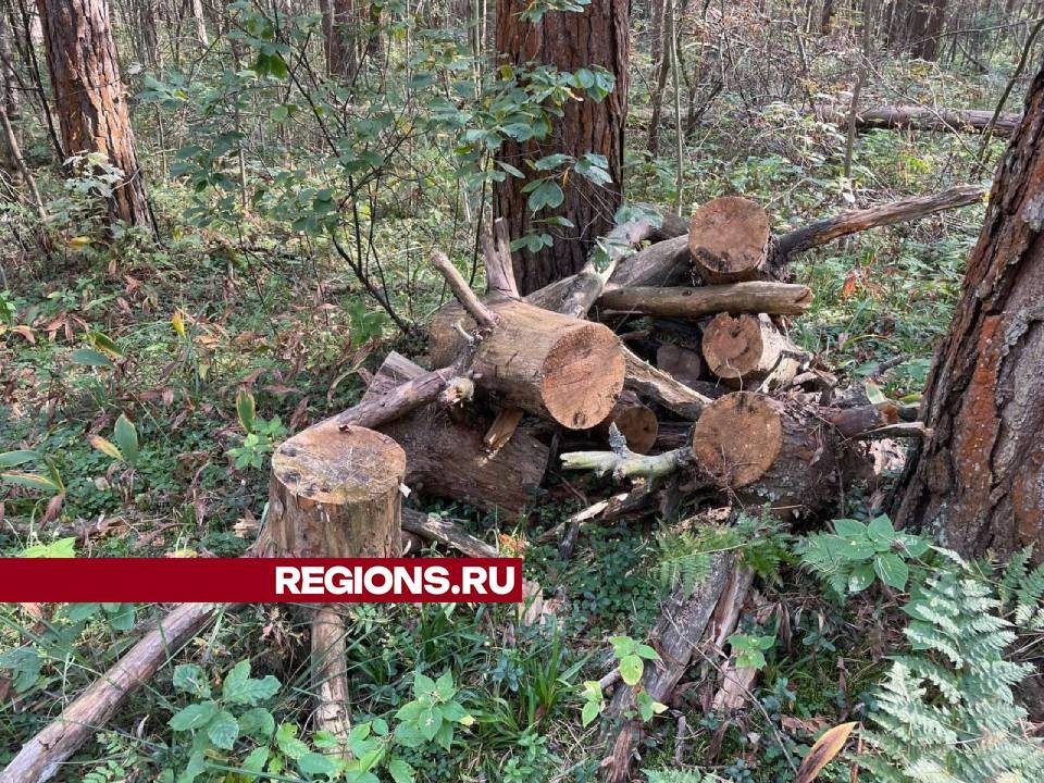 Школьники из Орудьево собрали в лесу контейнер бытовых отходов