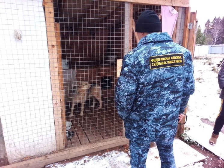 Судебные приставы взыскали компенсацию в пользу пострадавшей от укуса собаки