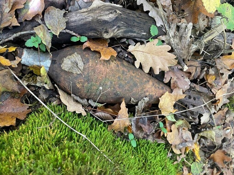 Специалисты Росгвардии уничтожили боеприпасы времен ВОВ, которые нашли в лесах Кубани во время похода за грибами