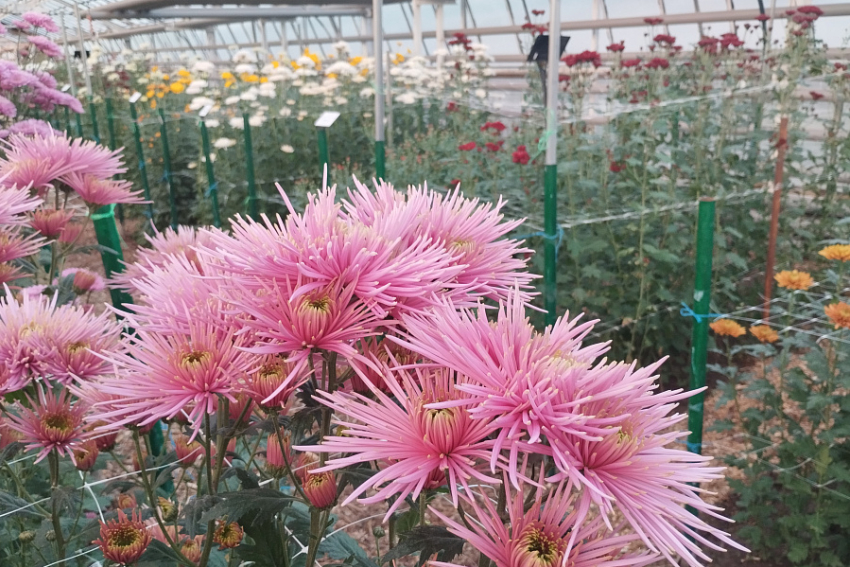 В кантри-стиле: «Бал хризантем» поражает посетителей обилием сортов