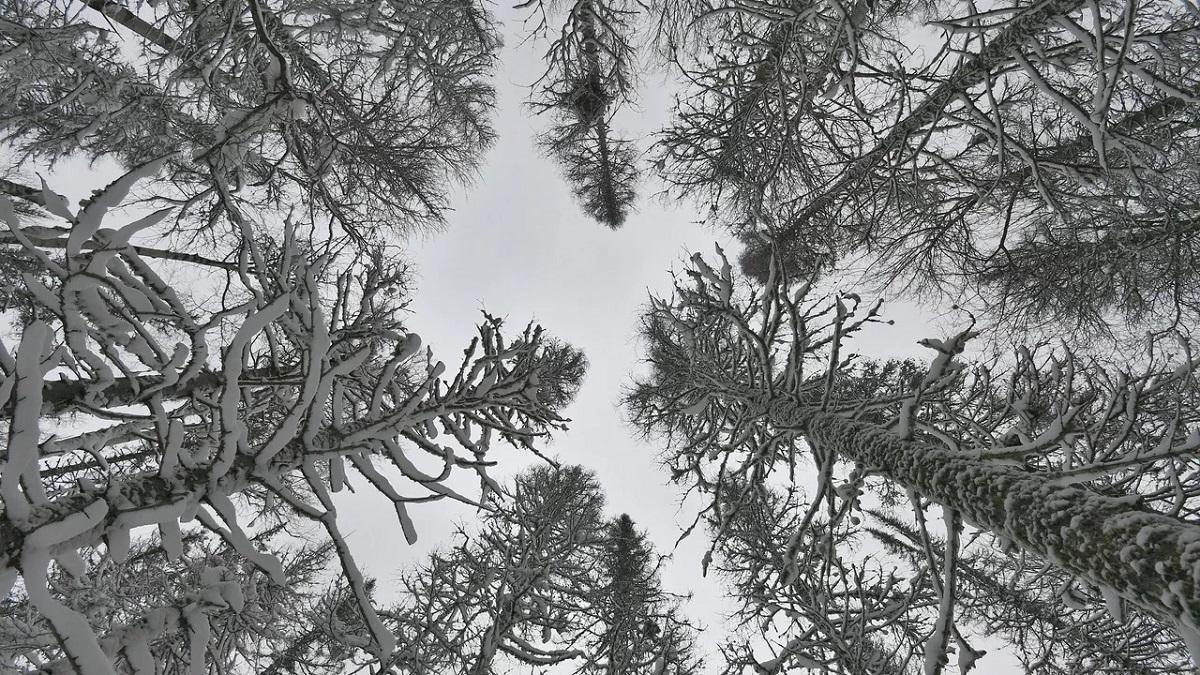 Зима лес 