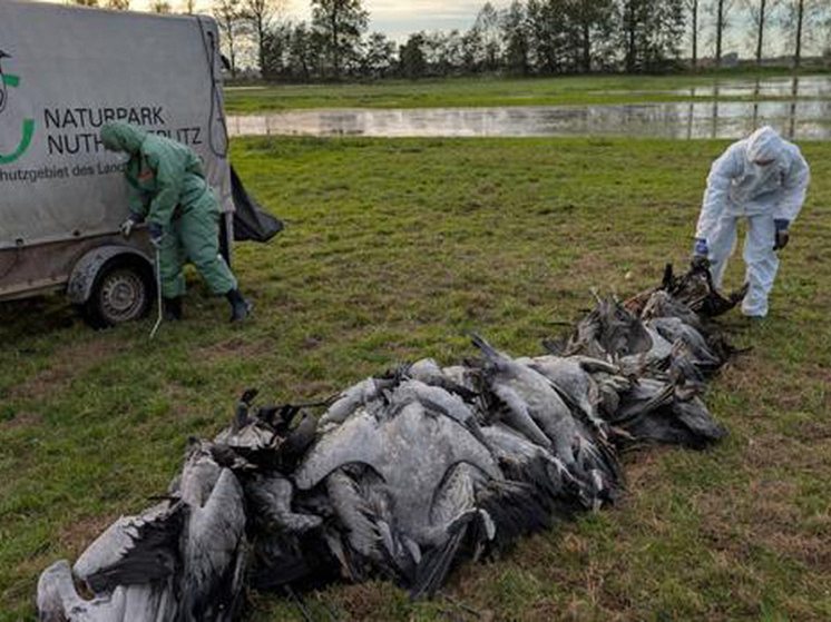 Германия — «Серый клин смерти» — птичий грипп накрыл страну