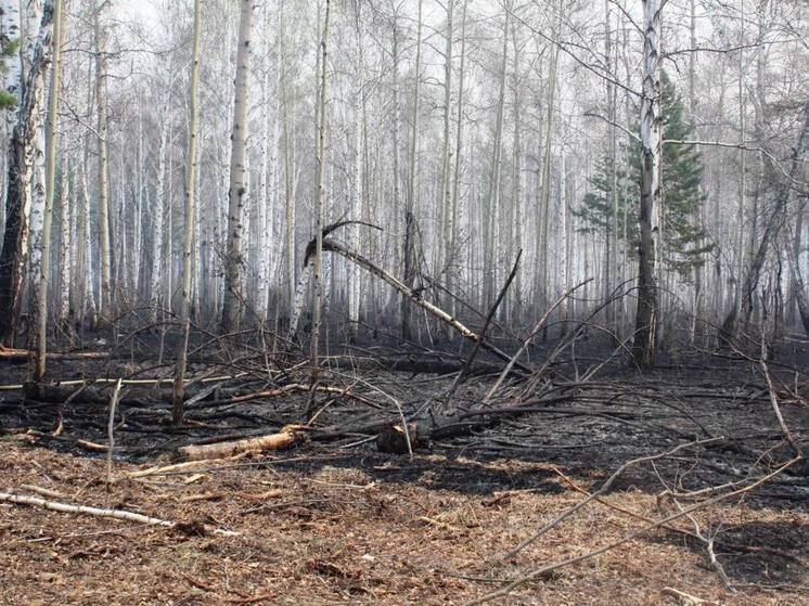 В Приангарье за сутки потушили 1 лесной пожар