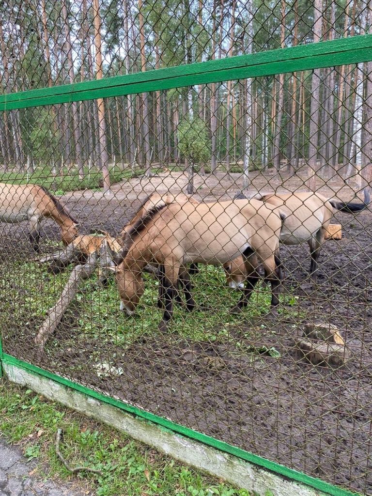 Орловское полесье (1).jpg