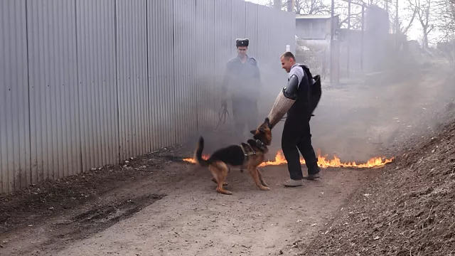 Инструкторы рассказали, как дрессируют собак для службы в колониях Фото: телеканал Краснодар