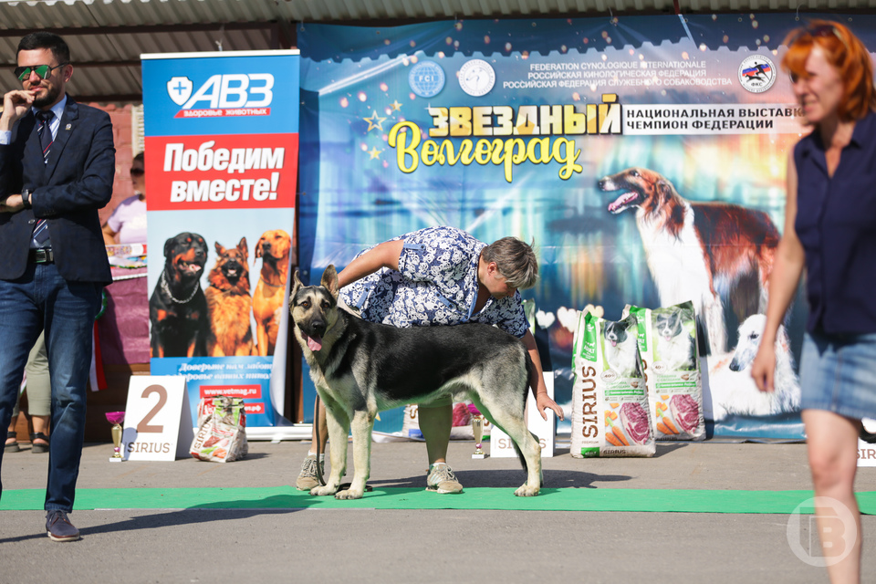 Выставка собак 14 апреля 2024. На выставке собак. Выставка собак в Волгограде 2023. Баннеры собачьих выставок. Выставка собак баннер.