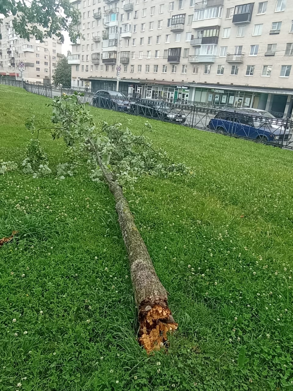 Старый ветровал березы. Ветер. Березы парк. Благоустройство Питера.