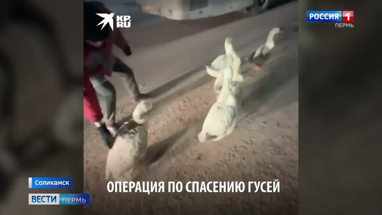 Гаэтано кьеричи художник. Спасенный гусями 3. Спасенный гусями 3. Спасенный гусями 3. Спасенный гусями 3.