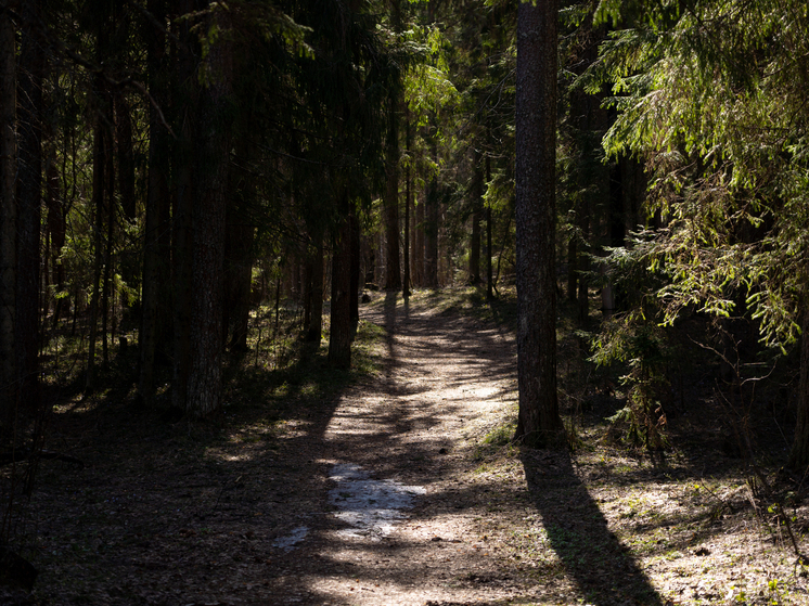 В Тверской области выявили пропажу 490 кубометров леса